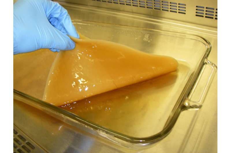 Bacterial cellulose offers a sustainable path for high-performance energy storage, highlights Hasanuddin University study