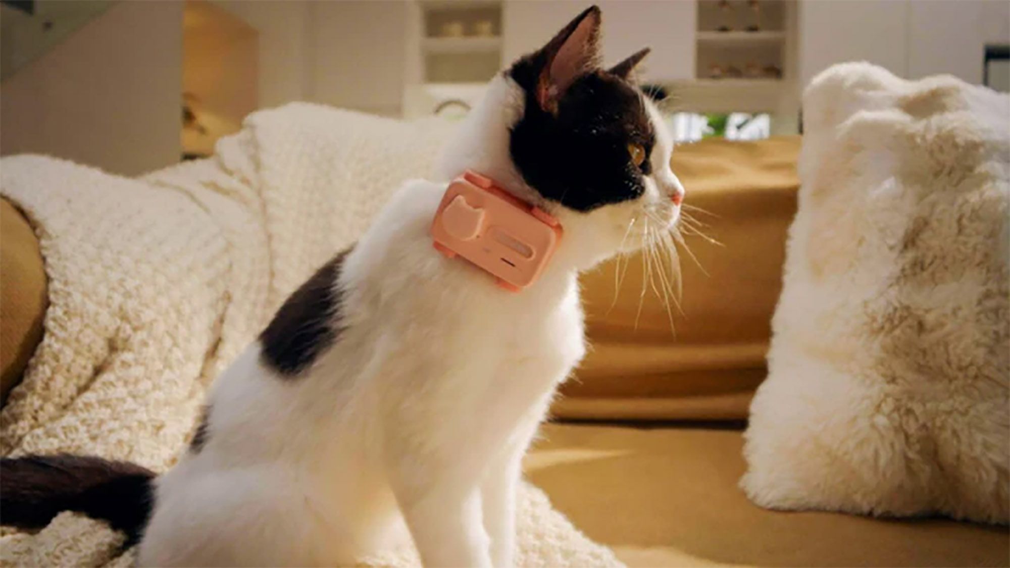 A cat wearing a pink PetPhone