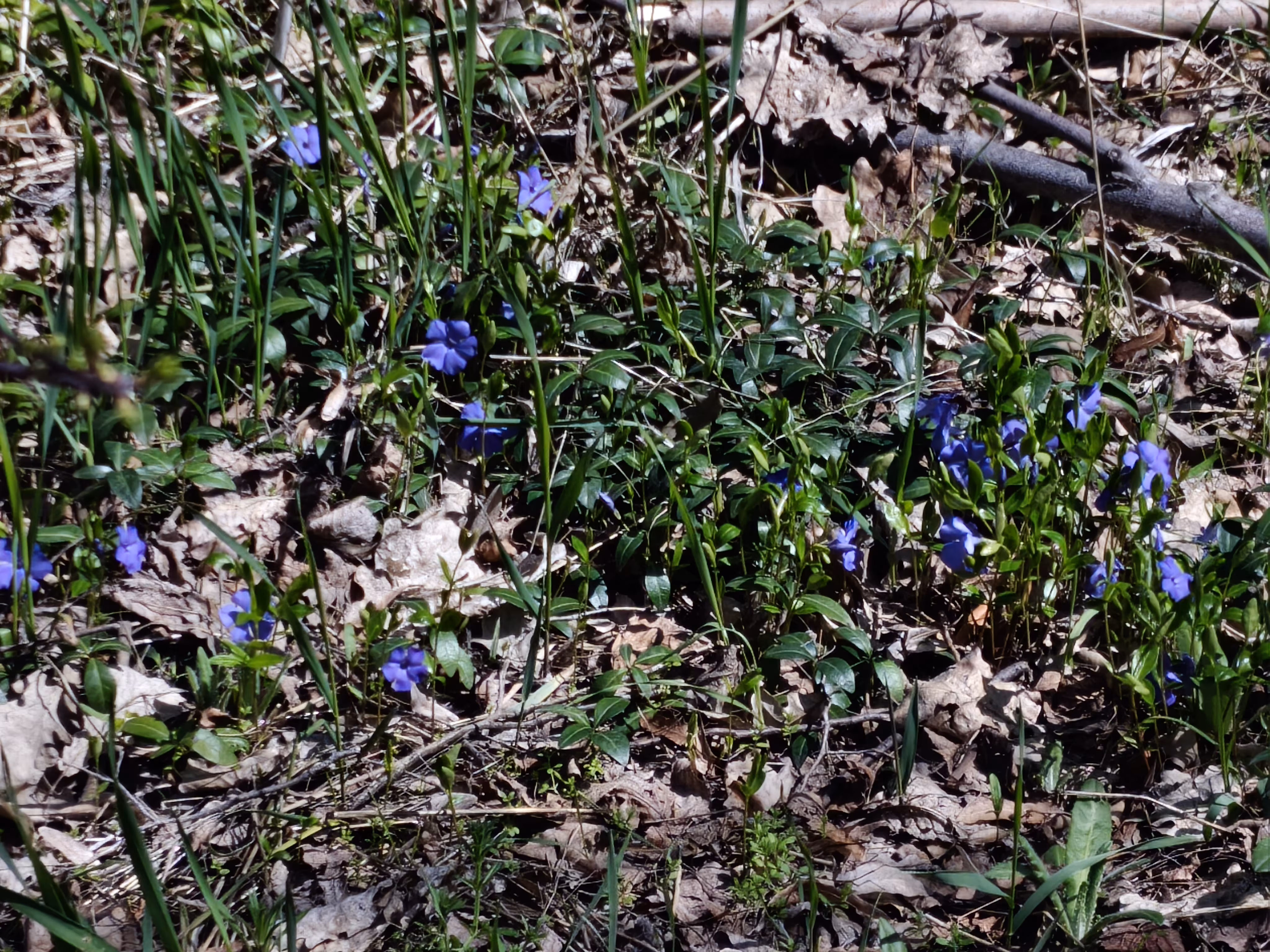 Photo sample